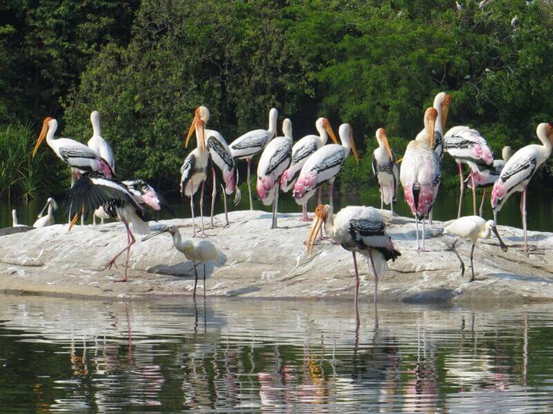 top-10-bird-sanctuaries-of-karnataka-that-you-should-not-miss