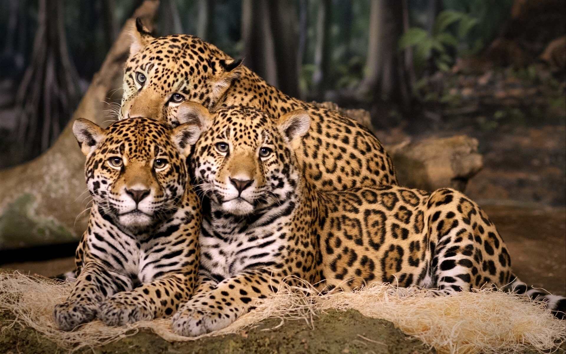 Leopards counted in India but do they love to live in Tea Estates