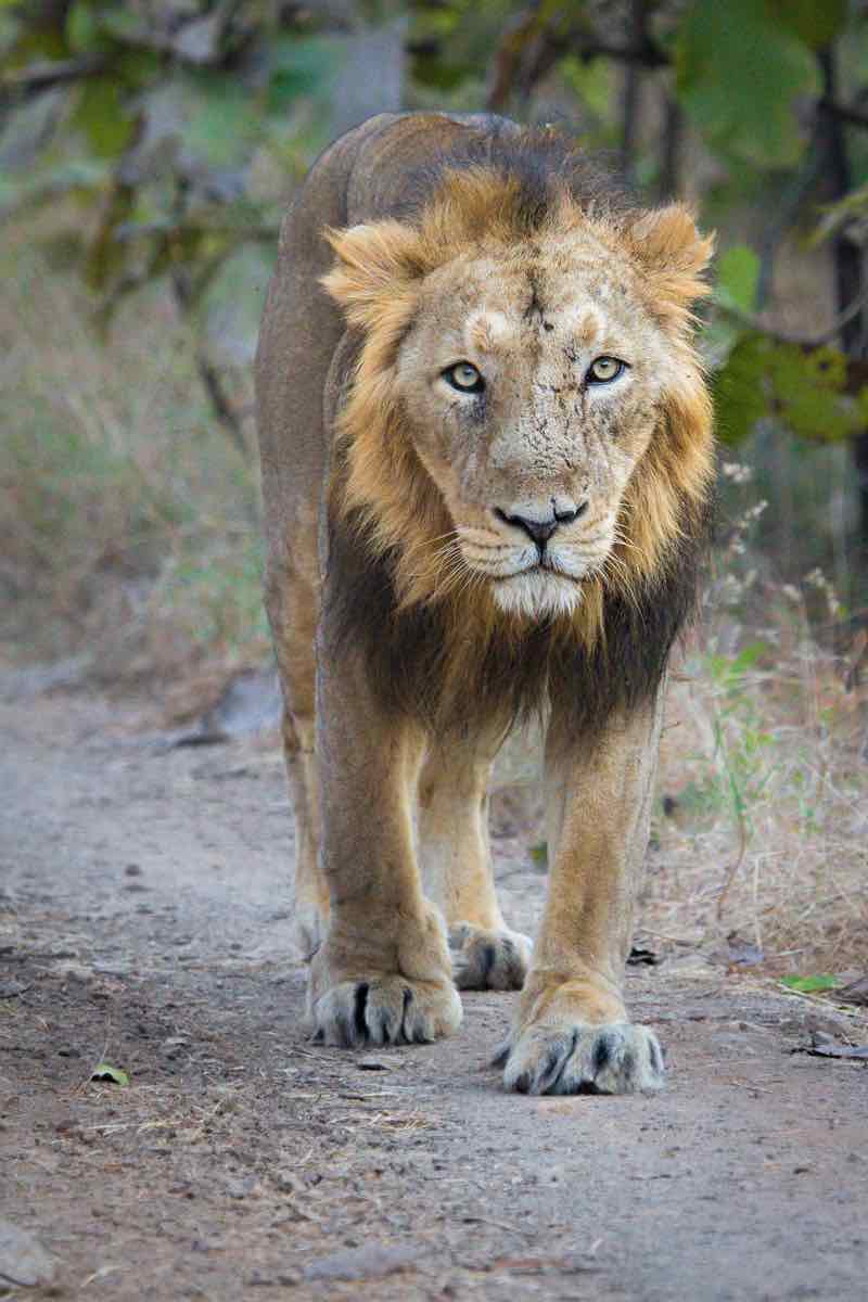 Asiatic Lion - the Pride of Gujarat - WildTrails India - Come