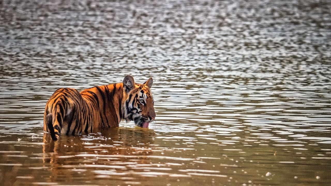 inexpensive tadoba safari