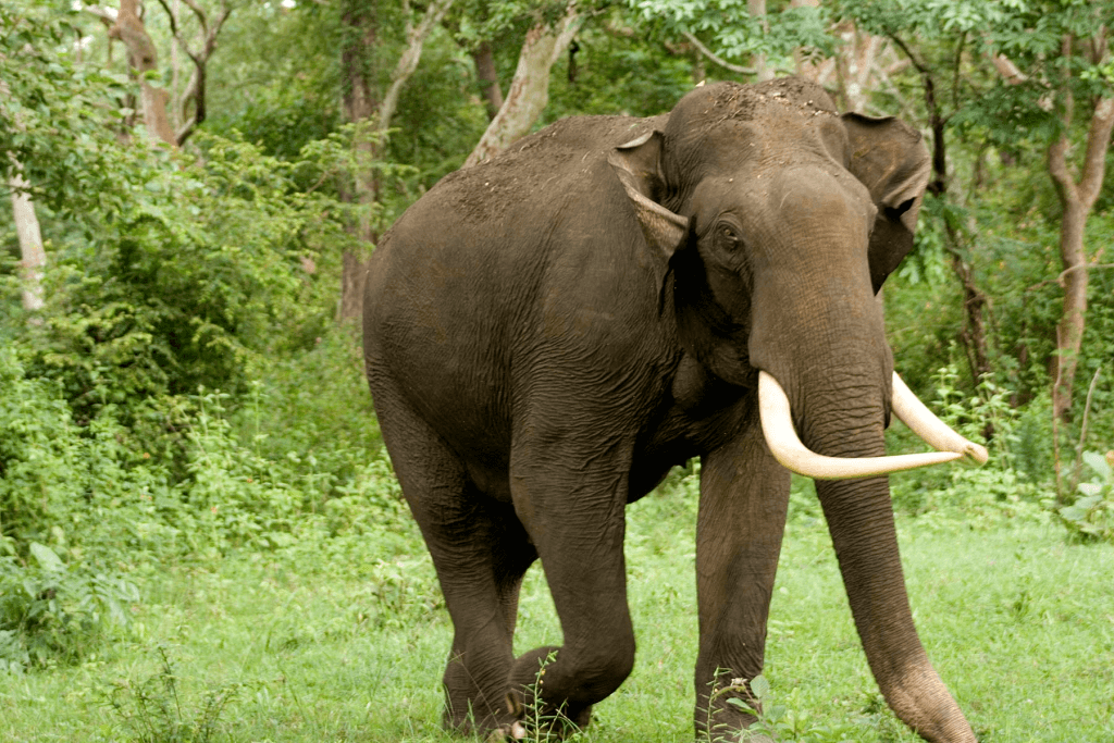 Top 10 Elephant Reserves Near Bangalore - WildTrails | The One-Stop