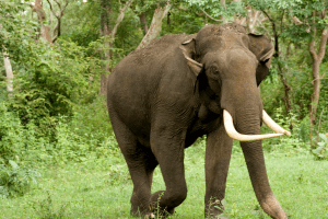 Dandeli Elephant Reserve, Karnataka State gets new elephant reserve