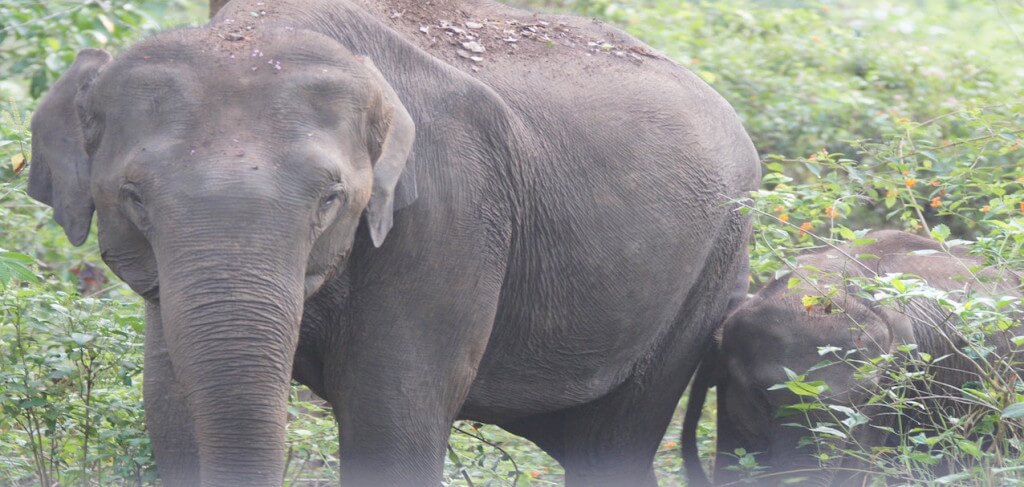 top 10 elephant reserves near bangalore 2
