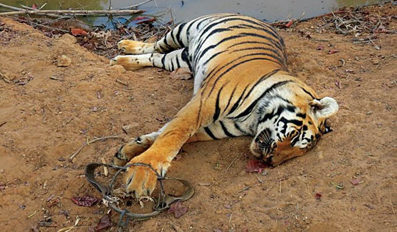 Tiger poached - Tiger conservation efforts hit as Centre slashes funds for Karnataka tiger reserves