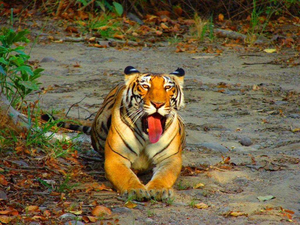Periyar Tiger Reserve, TOP 5 LONG WEEKEND WILDLIFE GETAWAYS FROM BANGALORE, WildTrails of India - "Aggregator App for Your Wildlife Trip" (We are an Aggregator App, bringing all of Indian wildlife & Nature resorts into one place to help YOU find your ideal destination/resort based on your personal preferences!! Will aggregate Wildlife/Nature Resorts, National parks, (bird & animal) Sanctuaries, Tiger & Elephant reserves, Organized photographic oriented wildlife tours, Camera, Lens & related equipment Rentals, Cab/Car Rentals, Photography Workshops, info about Indian Animals & birds, Tourist Guides and lot more. Currently we are covering Bandipur, Nagarhole (Kabini & Coorg), Coorg & Bird Sanctuaries close to Bangalore.) PS1: The app will be released soon and will be a paid app. Please register for our Beta program to qualify for a free app. PS2: Please be a responsible wildlife tourist; No littering, No sounds, No feeding, no getting down from the safari jeep, No calls, Phones to Silent mode or Airplane mode or Switch off. Remember we are visiting their home and when we are there, let's follow their rules.