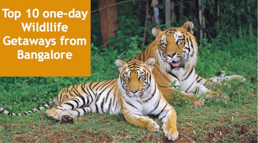 Top 10 one-day wildlife getaways from bangalore