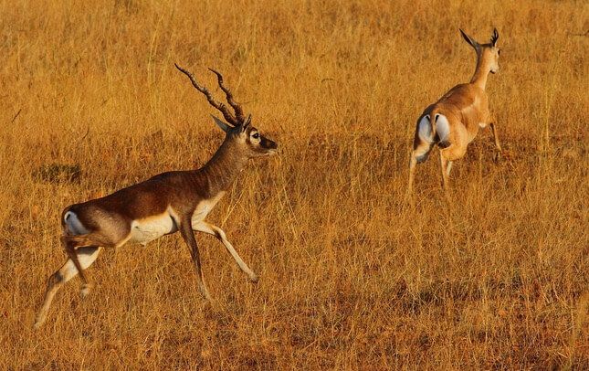 TOP 10 One Day Wildlife Getaways from Bangalore - PART 3 - 7 & 8 7. Jayamangali blackbuck reserve, wildtrails of india