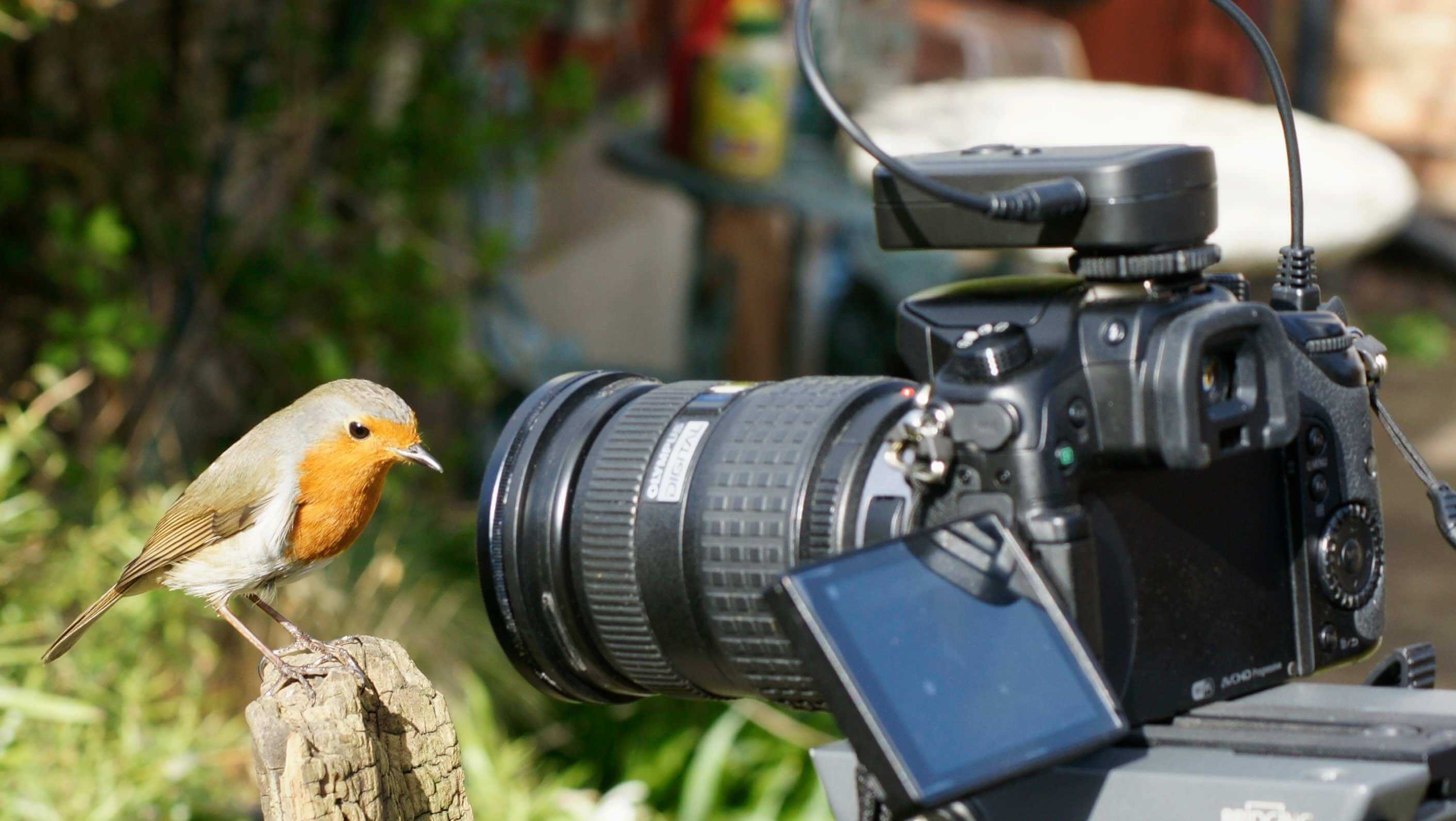 Wildlife Photography: Why buy those expensive Cameras