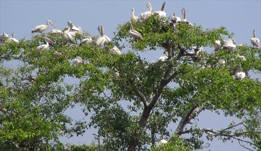 Kokkare Bellur - Bird Sanctuary, Wildlife getaway from bangalore, WildTrails of India - "Aggregator App for Your Wildlife Trip" (We are an Aggregator App, bringing all of Indian wildlife & Nature resorts into one place to help YOU find your ideal destination/resort based on your personal preferences!! Will aggregate Wildlife/Nature Resorts, National parks, (bird & animal) Sanctuaries, Tiger & Elephant reserves, Organized photographic oriented wildlife tours, Camera, Lens & related equipment Rentals, Cab/Car Rentals, Photography Workshops, info about Indian Animals & birds, Tourist Guides and lot more. Currently we are covering Bandipur, Nagarhole (Kabini & Coorg), Coorg & Bird Sanctuaries close to Bangalore.)