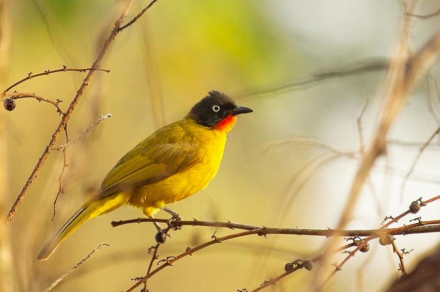 TOP 10 One Day Wildlife Getaways from Bangalore; Savandurga forest; yellow throated bulbul; Wildtrails of india