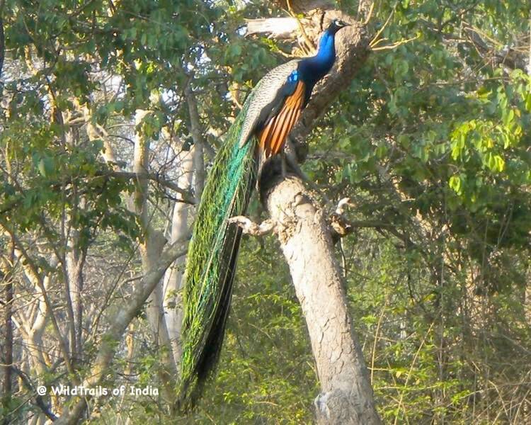 Adichunchunagiri Bird Sanctuary, [The WildTrails of India app is the best way to get all the details about Indian wildlife sanctuaries (best travel times, safari details, animal sightings, forest accommodations pairing, wildlife related activities, prices, etc). Learn more about WildTrails of India here.] 