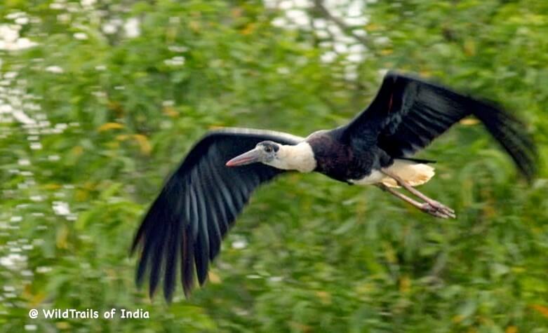 Attiveri Bird Sanctuary [The WildTrails of India app is the best way to get all the details about Indian wildlife sanctuaries (best travel times, safari details, animal sightings, forest accommodations pairing, wildlife related activities, prices, etc). Learn more about WildTrails of India here.]