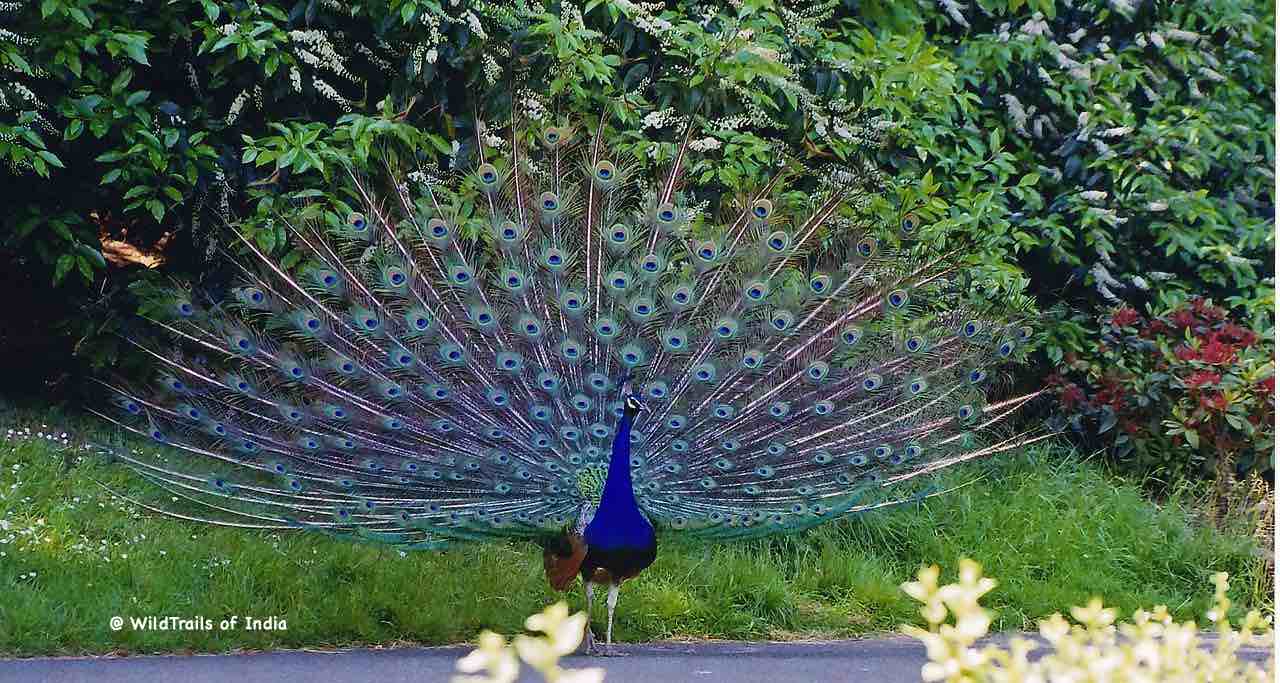 Bankapura Peacock Sanctuary, [The WildTrails of India app is the best way to get all the details about Indian wildlife sanctuaries (best travel times, safari details, animal sightings, forest accommodations pairing, wildlife related activities, prices, etc). Learn more about WildTrails of India here.]