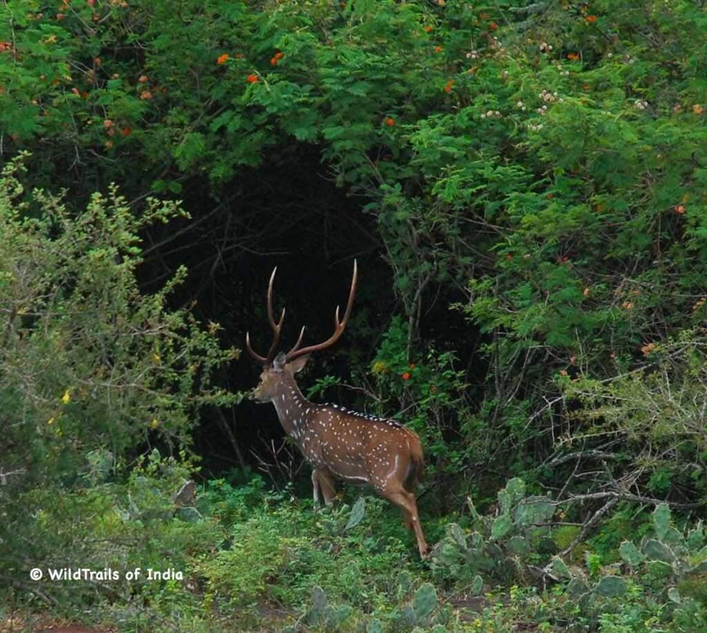 difference between a National Park and a Wildlife Sanctuary