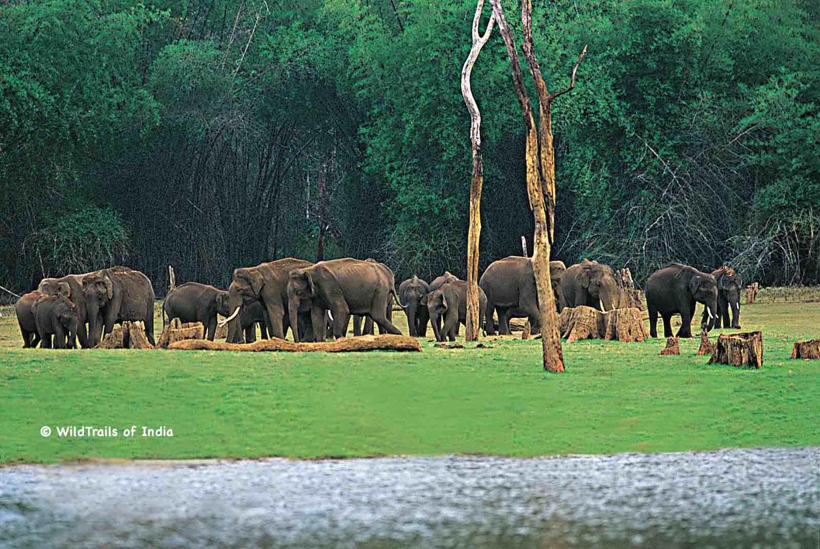 Chinnar Wildlife Sanctuary. WildTrails of India - "One Stop Destination for all Indian Wildlife Enthusiasts"