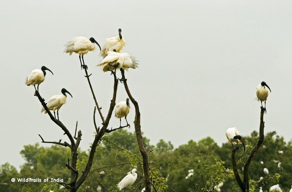 Gudavi Bird Sanctuary, [The WildTrails of India app is the best way to get all the details about Indian wildlife sanctuaries (best travel times, safari details, animal sightings, forest accommodations pairing, wildlife related activities, prices, etc). Learn more about WildTrails of India here.]