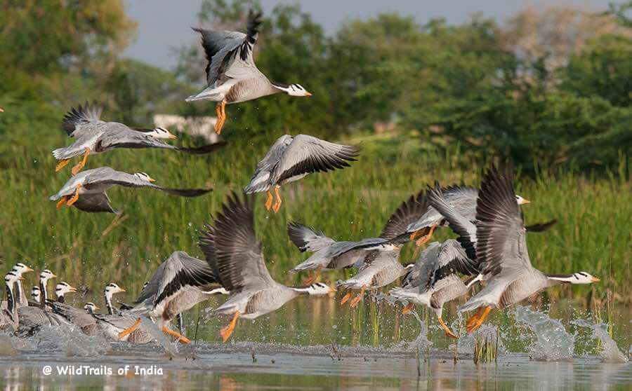 Magadi Bird Sanctuary, [The WildTrails of India app is the best way to get all the details about Indian wildlife sanctuaries (best travel times, safari details, animal sightings, forest accommodations pairing, wildlife related activities, prices, etc). Learn more about WildTrails of India here.]