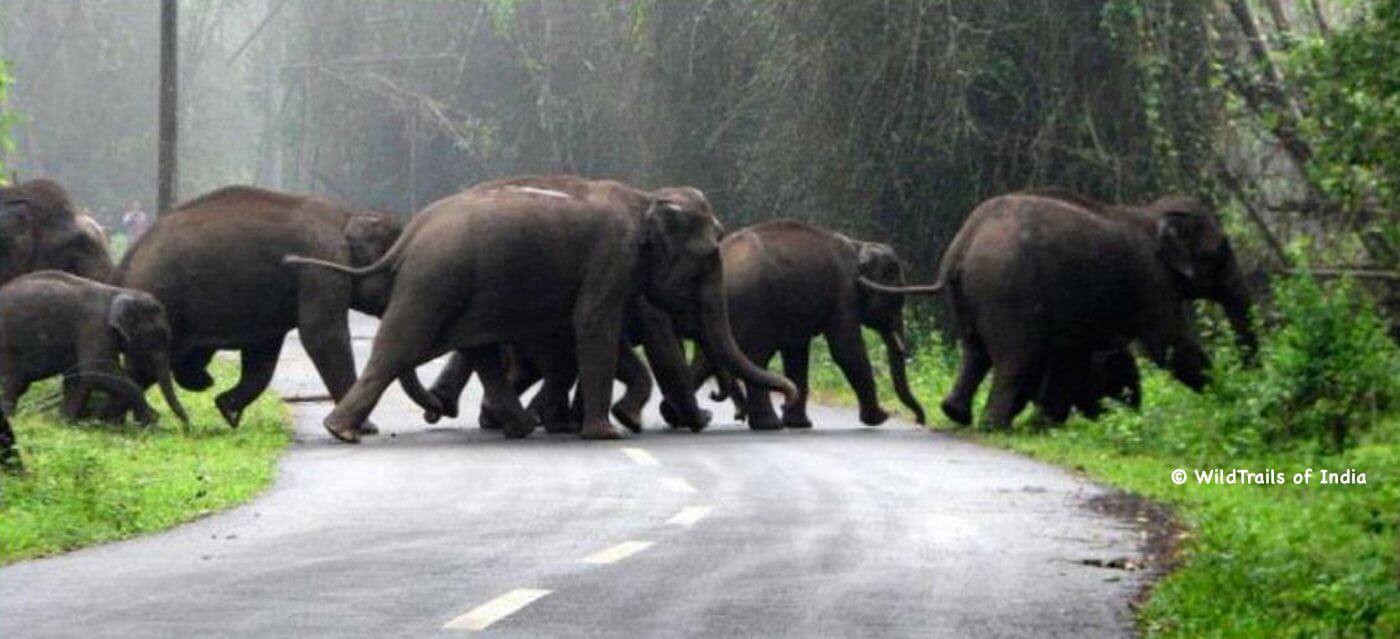 Muthanga Wayanad Wildlife Sanctuary. WildTrails of India - "One Stop Destination for all Indian Wildlife Enthusiasts"