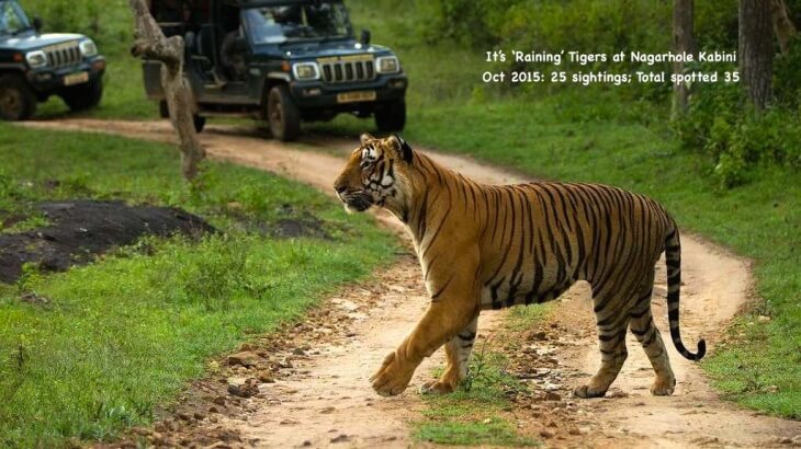 Tiger sightings at Nagarhole Kabini; [The WildTrails of India is the best way to get all the details about Indian wildlife sanctuaries (best travel times, safari details, animal sightings, forest accommodations pairing, wildlife related activities, prices, etc). Learn more about WildTrails of India here. ios App is here. Android and Web is on the way ]