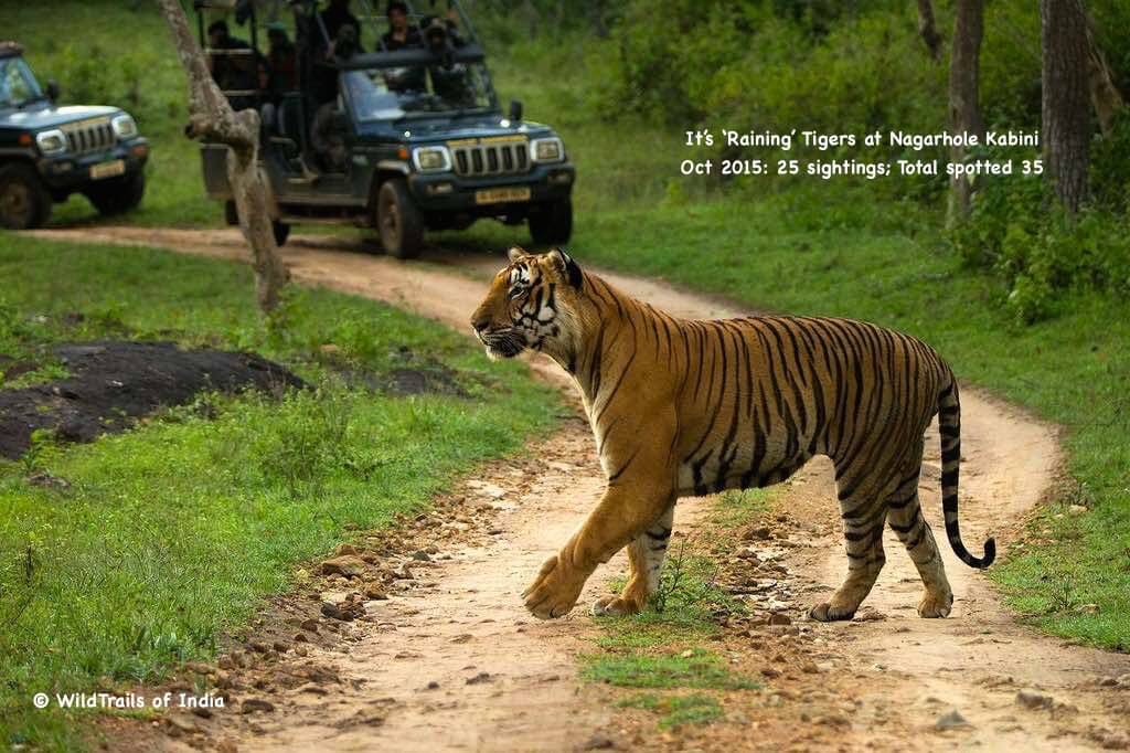 Tiger sightings at Nagarhole Kabini; [The WildTrails of India is the best way to get all the details about Indian wildlife sanctuaries (best travel times, safari details, animal sightings, forest accommodations pairing, wildlife related activities, prices, etc). Learn more about WildTrails of India here. ios App is here. Android and Web is on the way ]