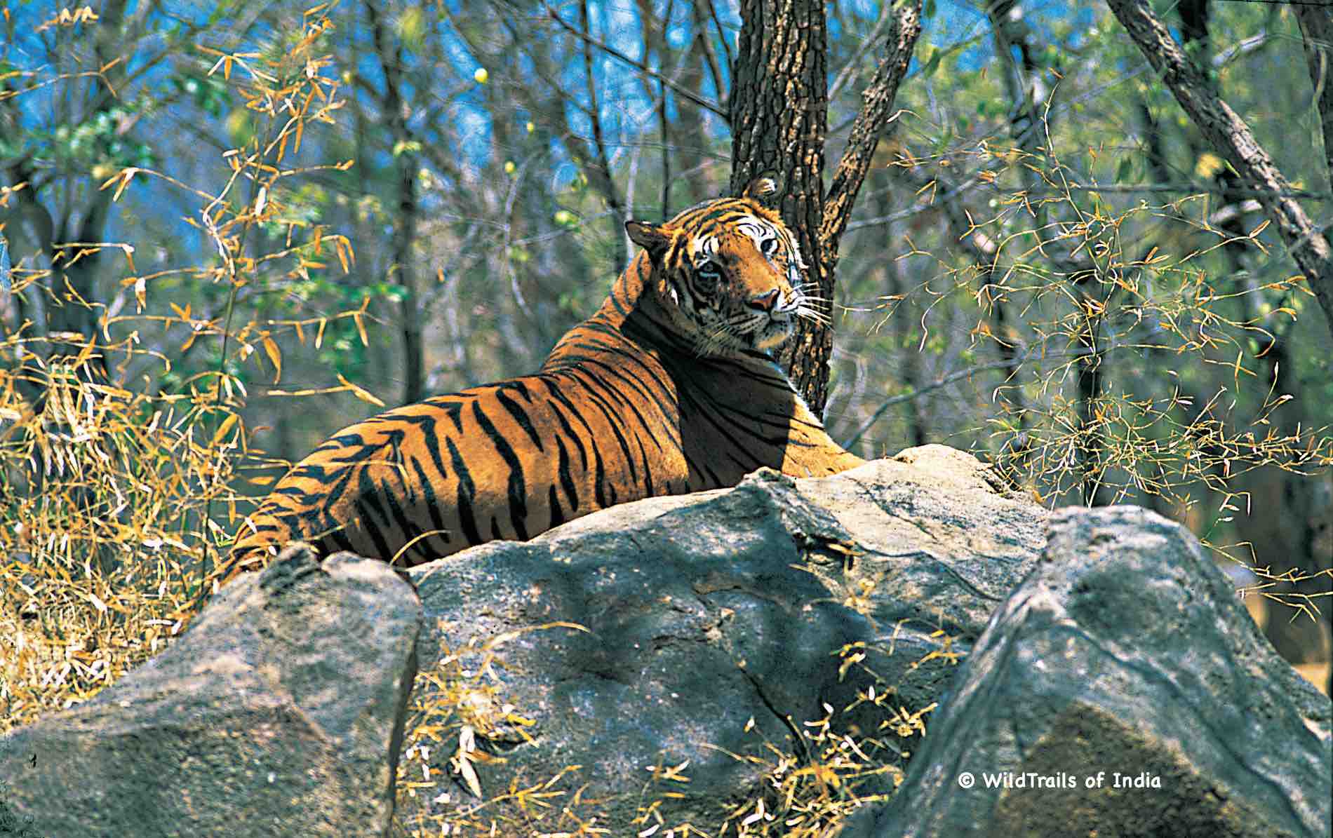 Parambikulam Wildlife Sanctuary. WildTrails of India - "One Stop Destination for all Indian Wildlife Enthusiasts"