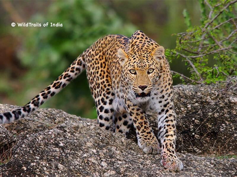 Peppara Wildlife Sanctuary. WildTrails of India - "One Stop Destination for all Indian Wildlife Enthusiasts"