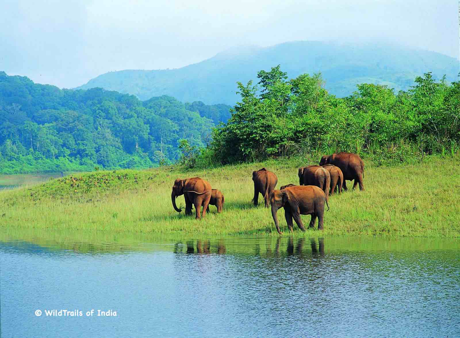 Periyar Wildlife Sanctuary (Periyar Tiger Reserve, Periyar National Park, Thekkady Wildlife Sanctuary). WildTrails of India - "One Stop Destination for all Indian Wildlife Enthusiasts"