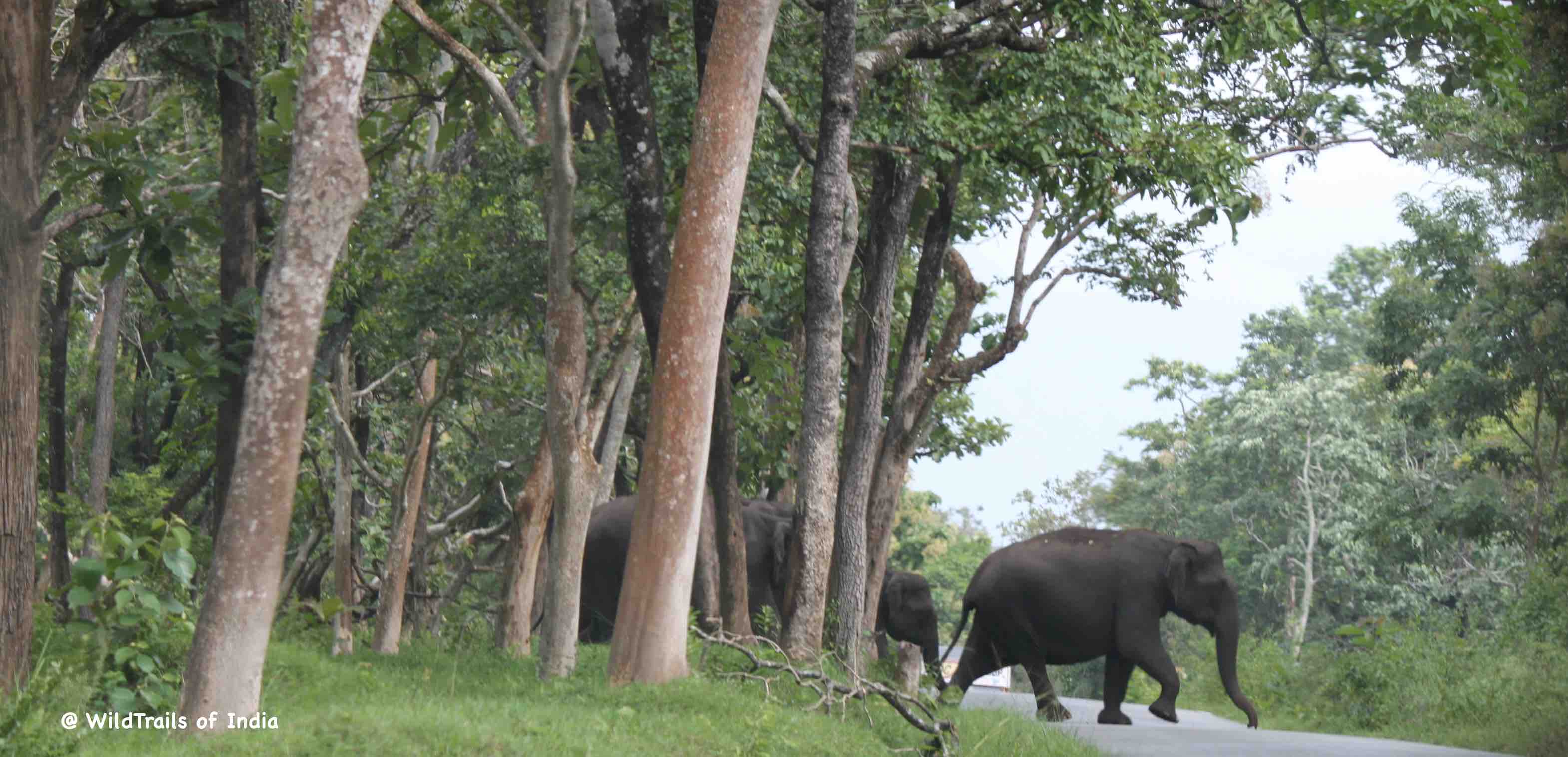 Pushpagiri Sanctuary Wildlife[The WildTrails of India app is the best way to get all the details about Indian wildlife sanctuaries (best travel times, safari details, animal sightings, forest accommodations pairing, wildlife related activities, prices, etc). Learn more about WildTrails of India here.]