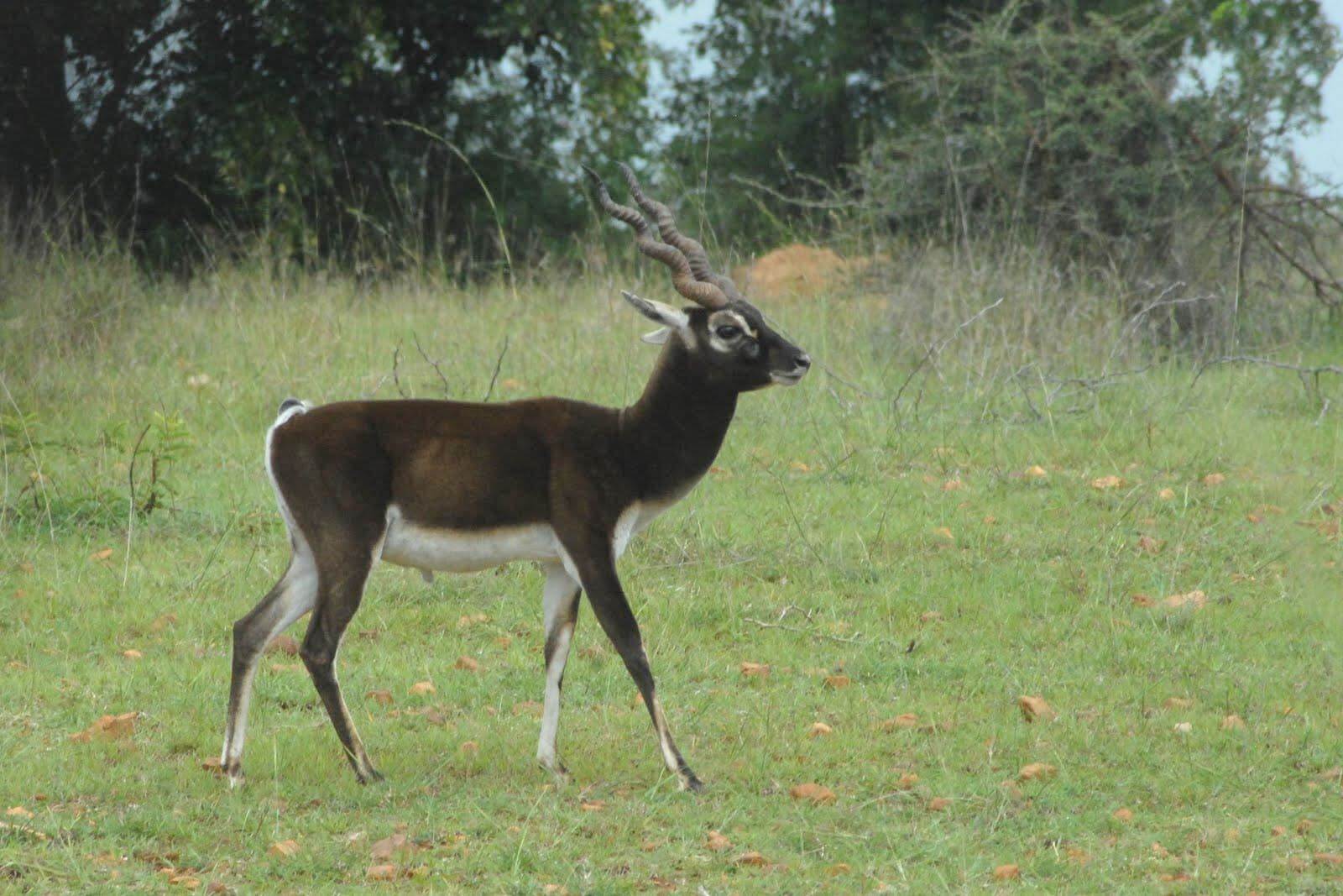 Ranebennur BlackBuck Wildlife Sanctuary [The WildTrails of India app is the best way to get all the details about Indian wildlife sanctuaries (best travel times, animal sightings, safari details, accommodations, activities, prices, etc). Learn more about WildTrails of India here.]