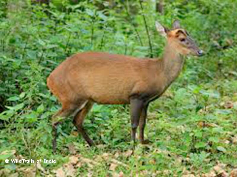 Someshwara wildlife sanctuary, [The WildTrails of India app is the best way to get all the details about Indian wildlife sanctuaries (best travel times, safari details, animal sightings, forest accommodations pairing, wildlife related activities, prices, etc). Learn more about WildTrails of India here.] 