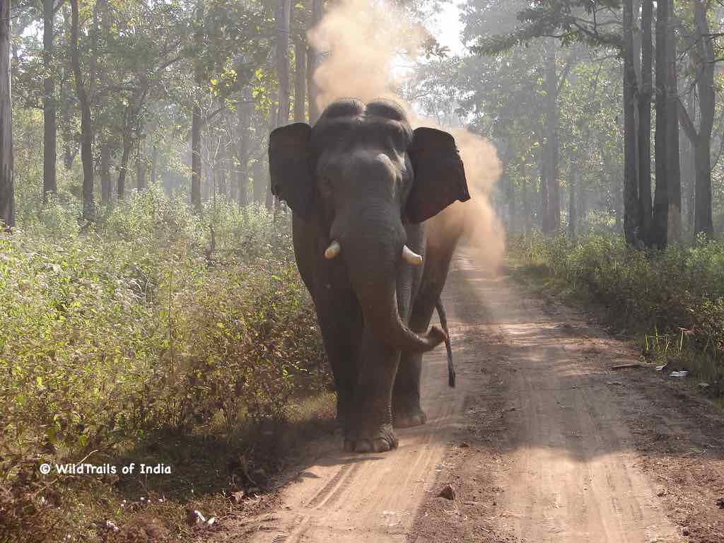 Tholpetty Wayanad Wildlife Sanctuary. WildTrails of India - "One Stop Destination for all Indian Wildlife Enthusiasts"