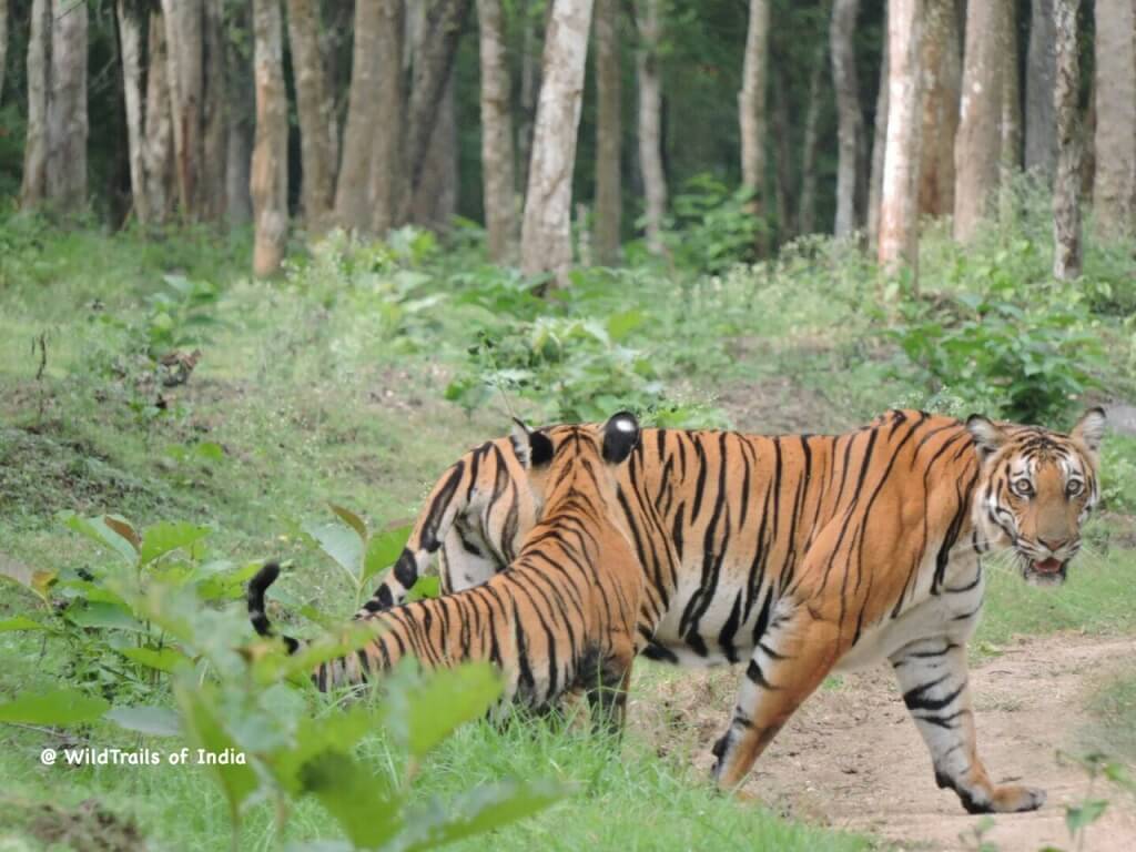 [The WildTrails of India app is the best way to get all the details about Indian wildlife sanctuaries (best travel times, safari details, animal sightings, forest accommodations pairing, wildlife related activities, prices, etc). Learn more about WildTrails of India here.]
