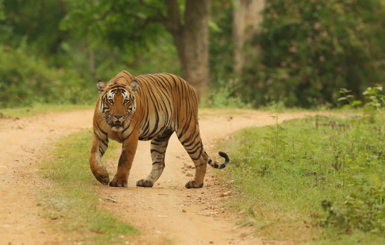 TOP 10 Wilderness Resorts of Kabini (Nagarhole) & Bandipur - The WildTrails of India app is the best way to get all the details about Indian wildlife sanctuaries (best travel times, animal sightings, safari details, accommodations, activities, prices, etc). If you’d like to get an early preview of the app, please register for free on our Beta program here. Learn more about WildTrails of India here.