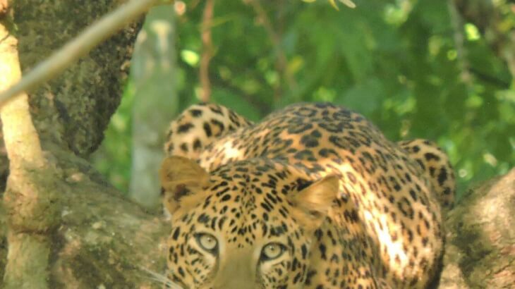 Nagarhole Wildtrails of india