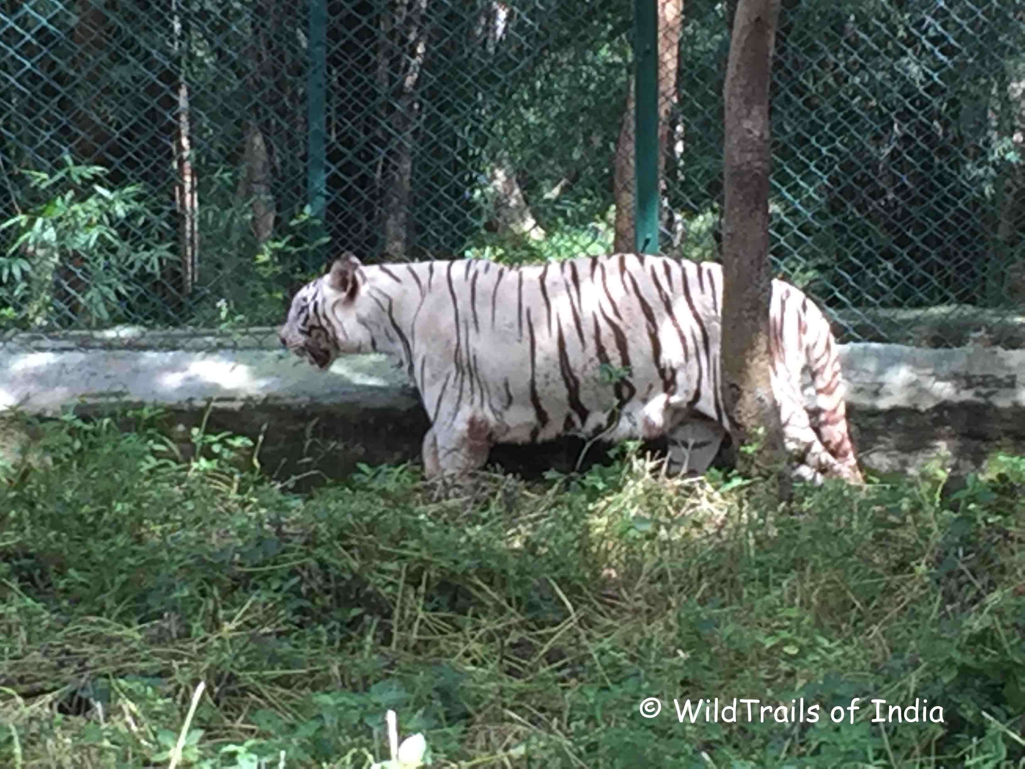 Bannerghatta Zoological Park; [The WildTrails of India is the best way to get all the details about Indian wildlife sanctuaries (best travel times, safari details, animal sightings, forest accommodations pairing, wildlife related activities, prices, etc). Learn more about WildTrails of India here. ios App is here. Android and Web is on the way ]