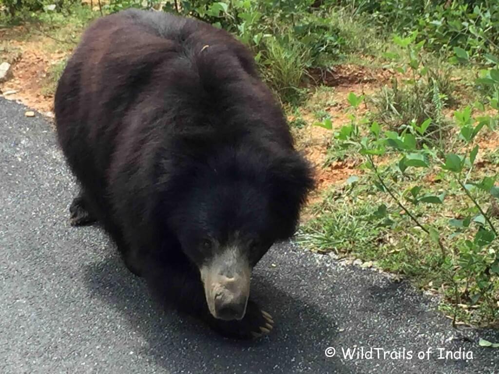 Bannerghatta Zoological Park; [The WildTrails of India is the best way to get all the details about Indian wildlife sanctuaries (best travel times, safari details, animal sightings, forest accommodations pairing, wildlife related activities, prices, etc). Learn more about WildTrails of India here. ios App is here. Android and Web is on the way ]