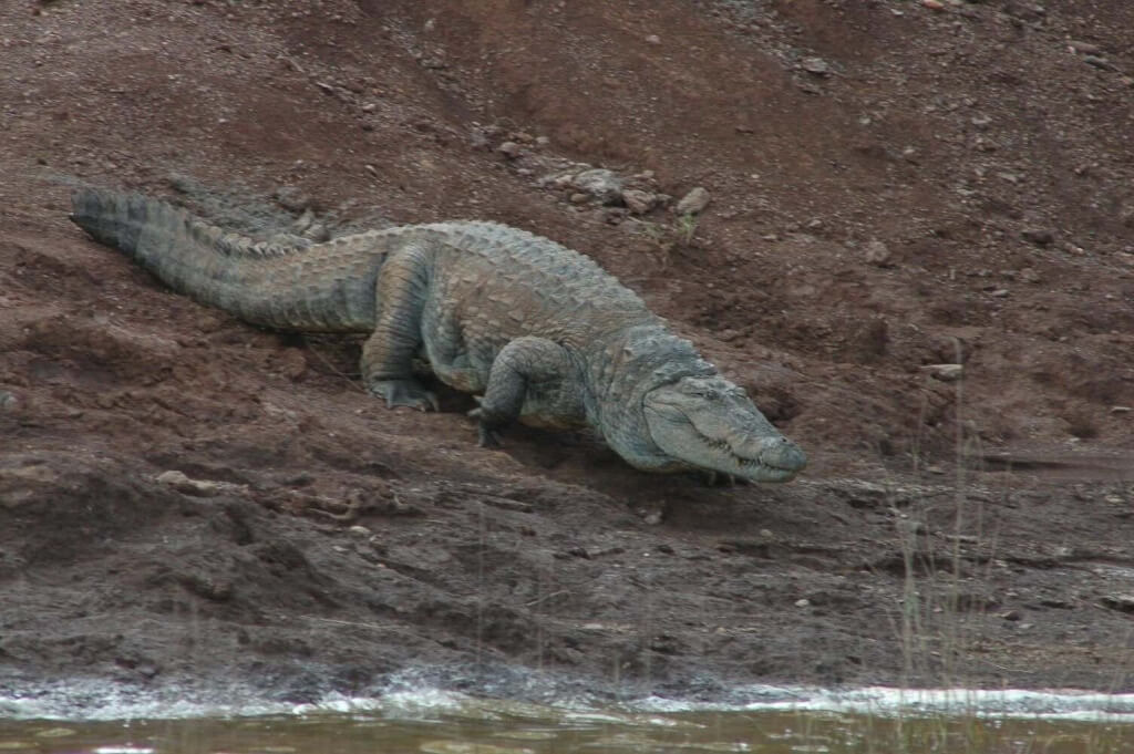 Crocodile Bhadra Tiger Reserve