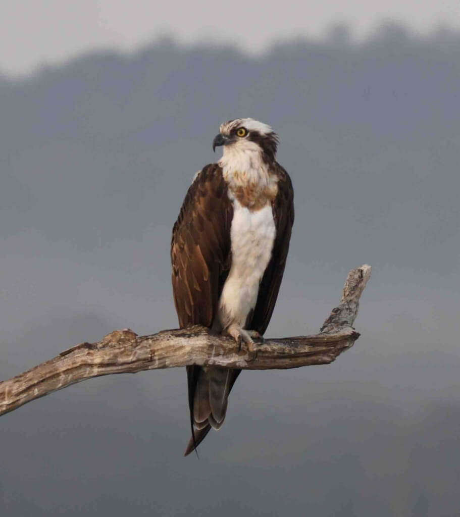 Fishing Eagle Bhadra Tiger Reerve