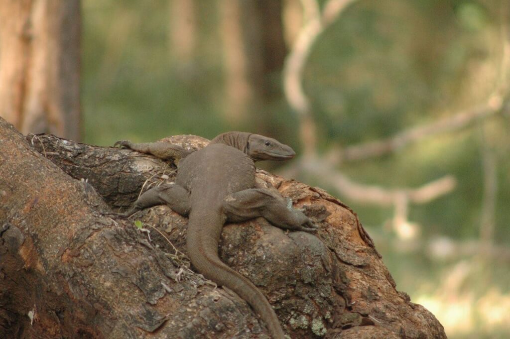 Monitor Lizard Bhadra Tiger Reserve