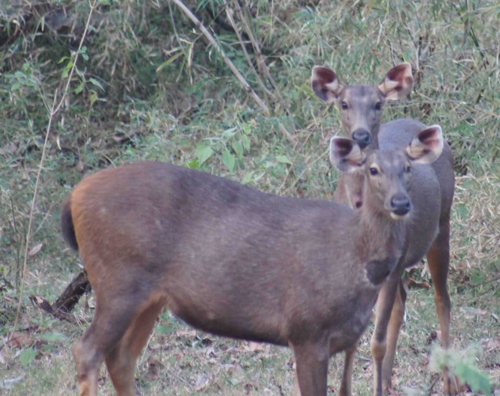 Bhadra Tiger Reserve