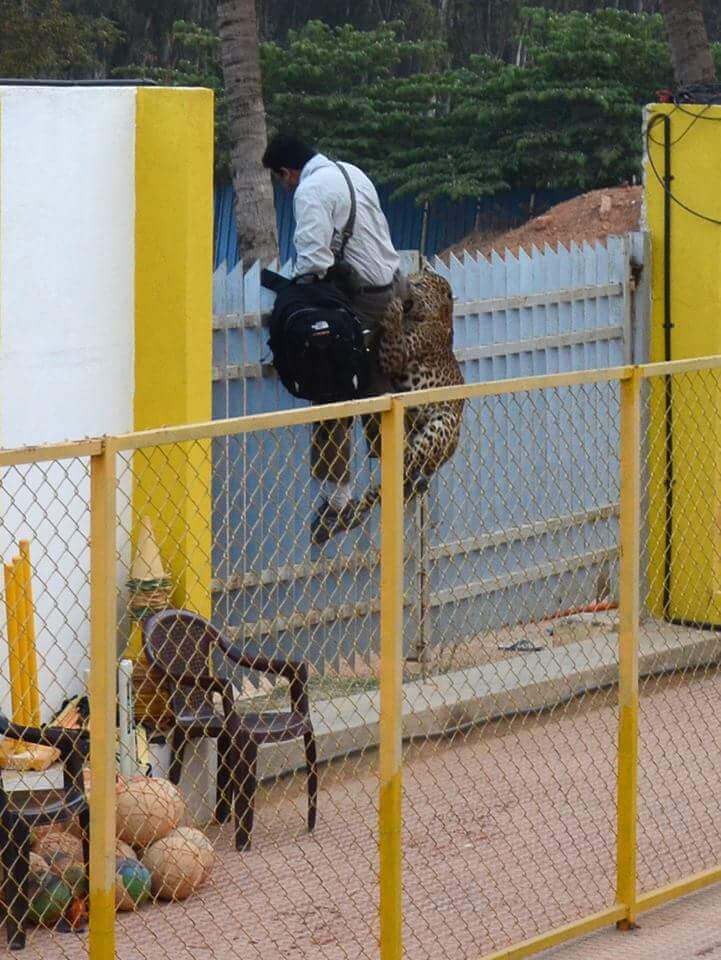 Leopard attack Bangalore School Vibgyor