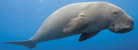 Dugong small