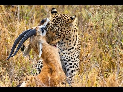 leopard with a hunt