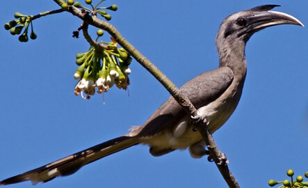 indian grey hornbill small