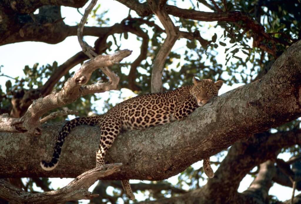 leopard on a tree - wildtrails