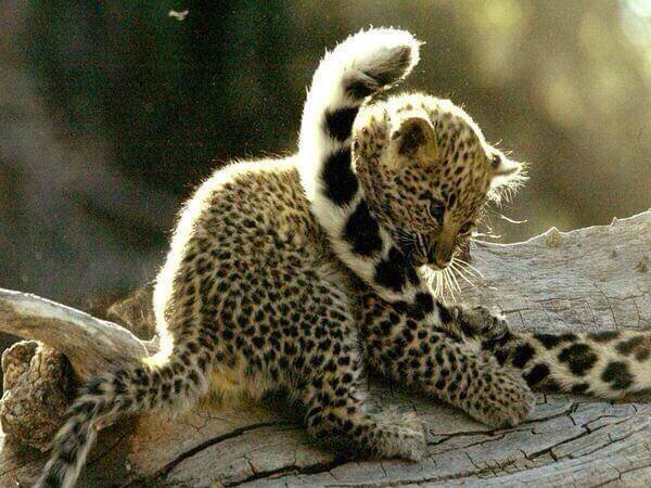 Leopard cub Wildtrails