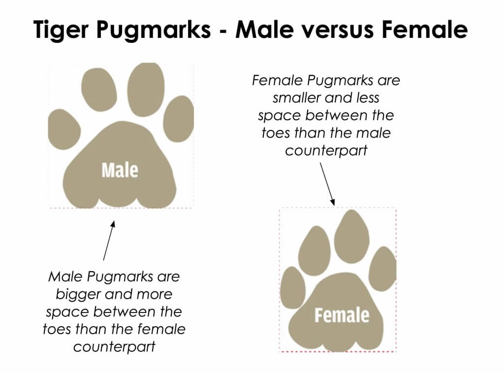 male versus female tiger pugmark. tiger versus tigress pugmark