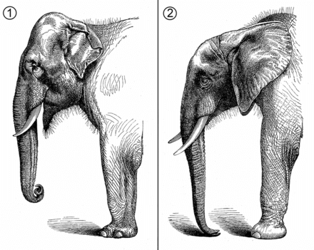 African versus Indian elephant