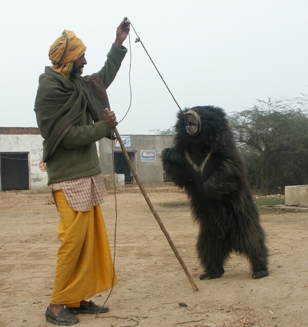 bear dancing 