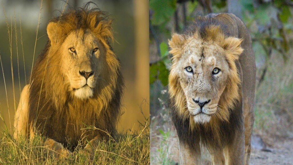 Asiatic versus African lion